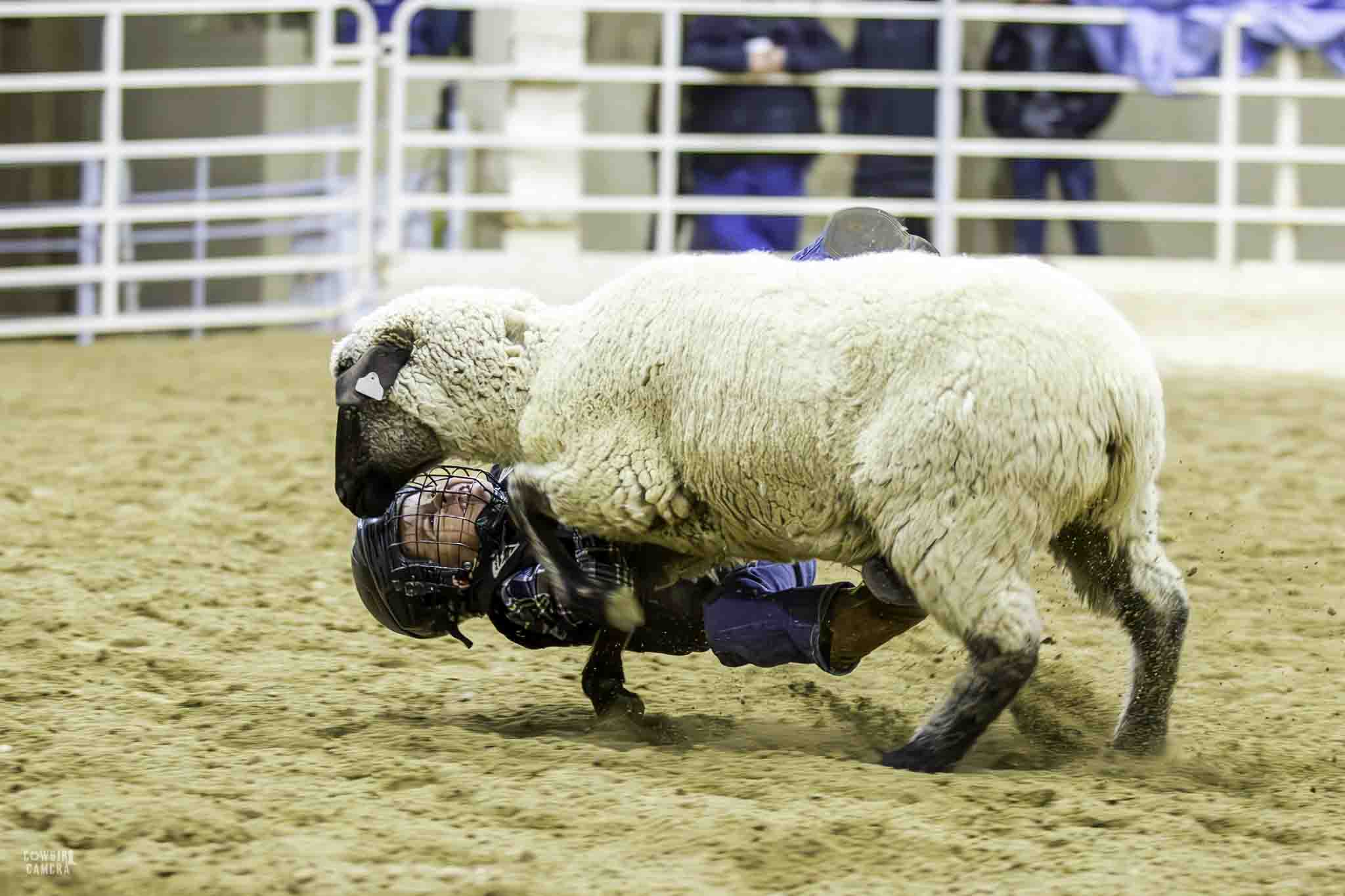 Mutton Buster still hanging on upside down