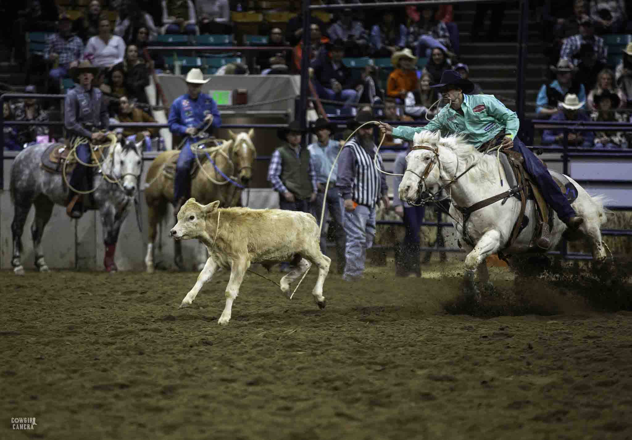 Tie Down Roper on a gray horse roping a blond color calf