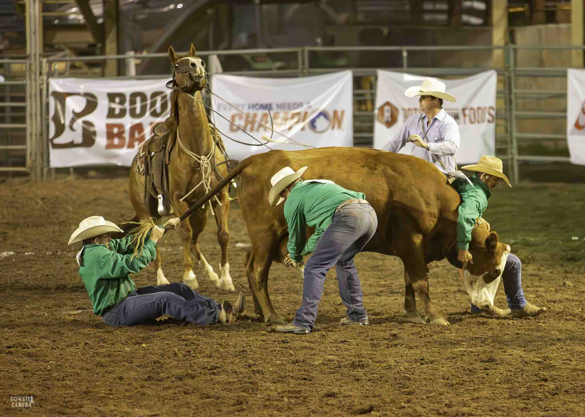Ranch Rodeo Finals, milking a cow